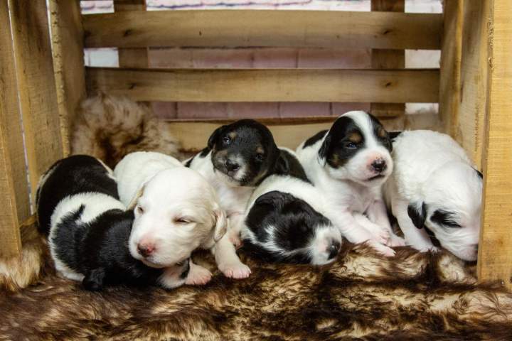 Pixie's puppies 43